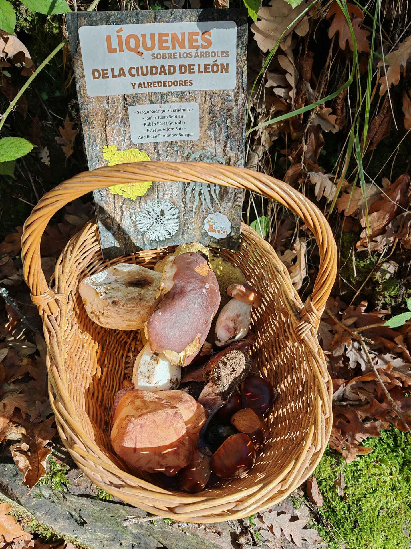 Cesta con panfleto y alguna recolección