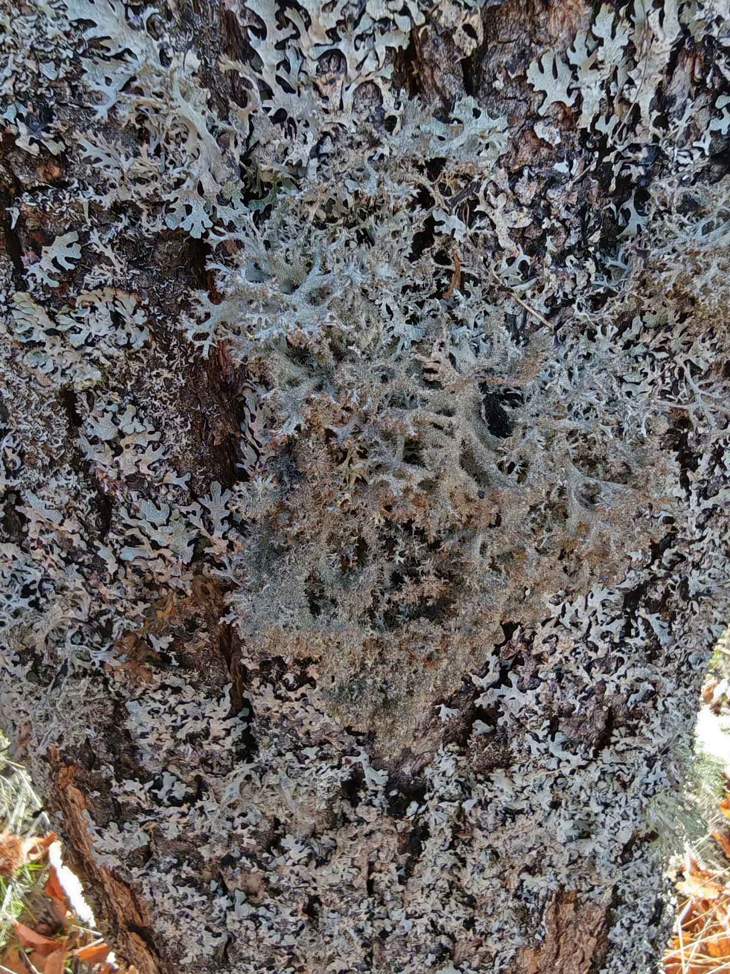 Pseudevernia furfuracea