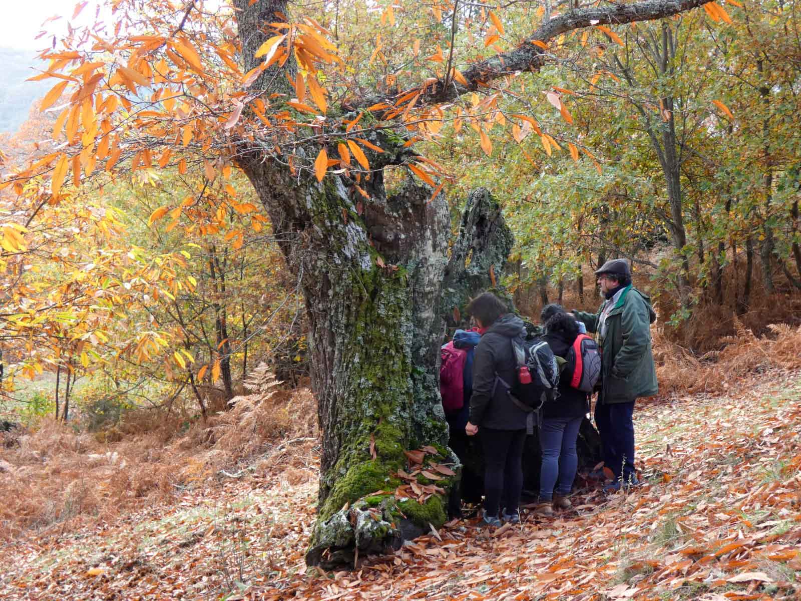 Observación dentro del castaño. Foto de La botica del Bierzo