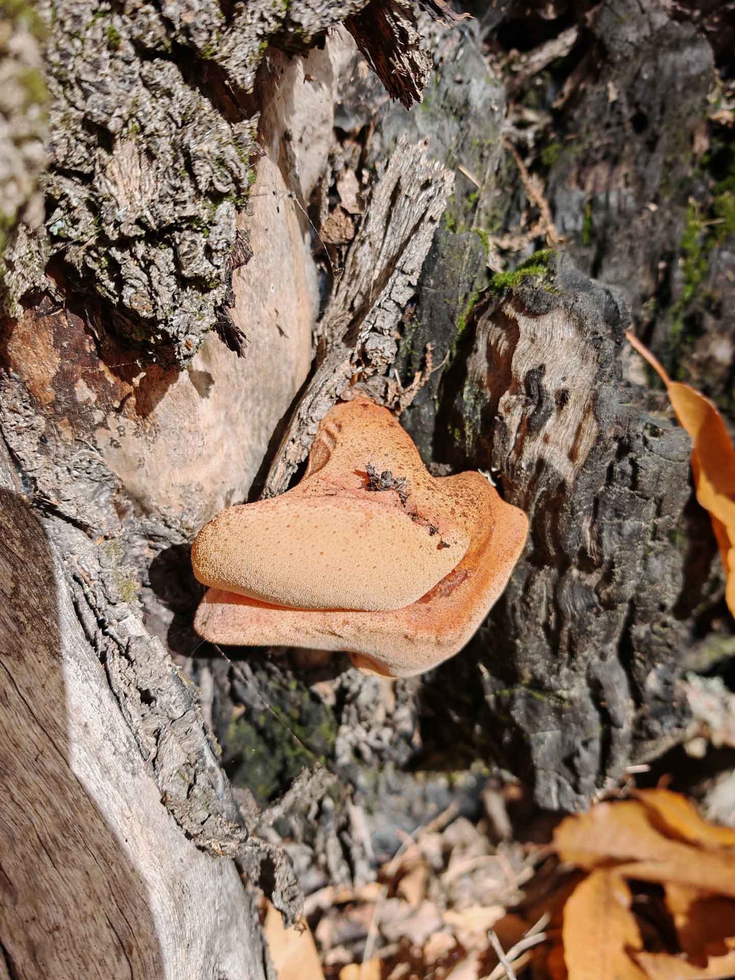 Fistulina hepática