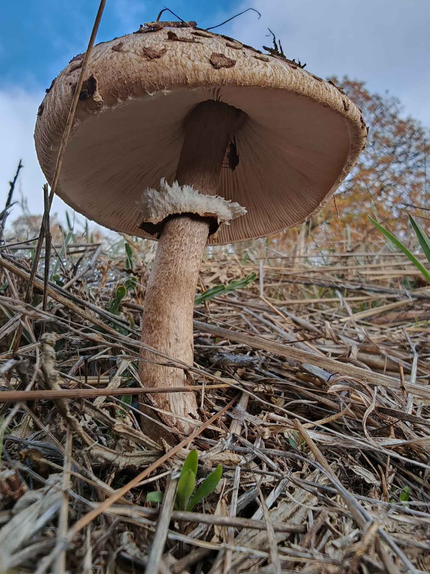 Macrolepiota