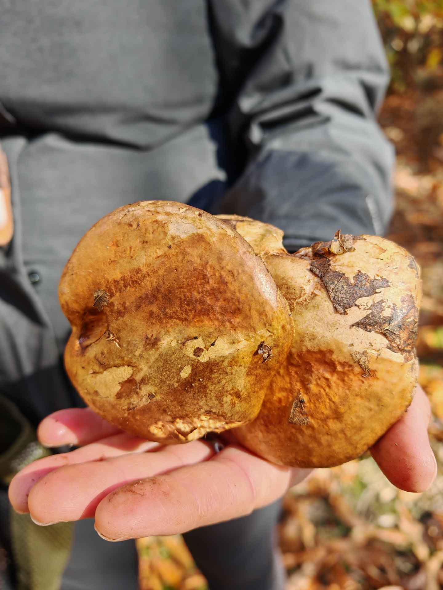 Paxillus involutus