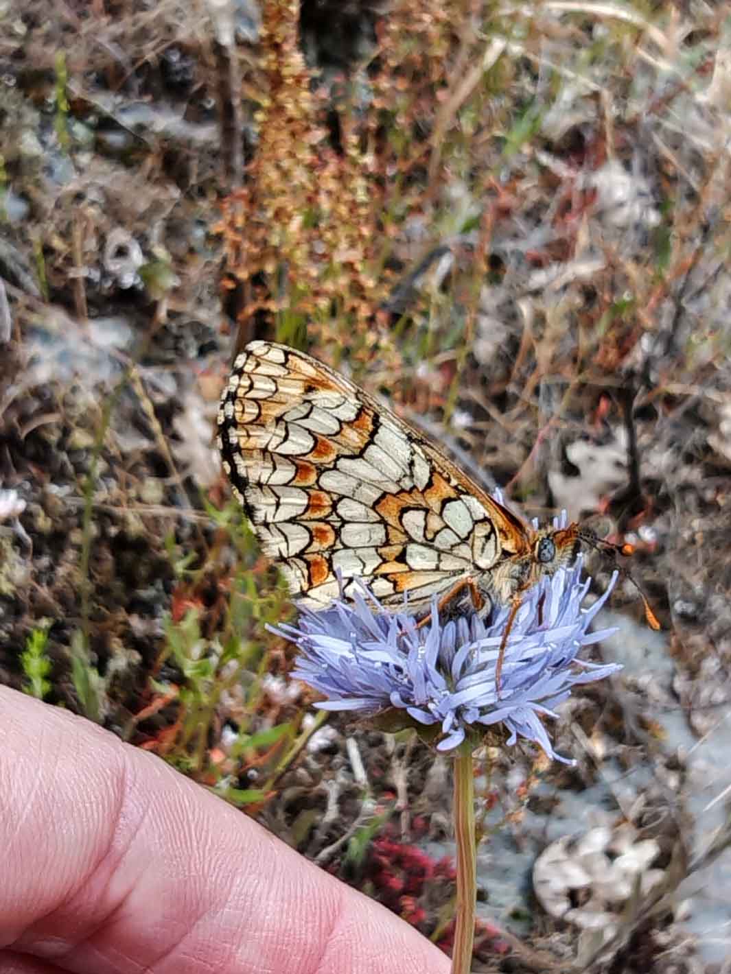 arnado-foto-15-mariposa