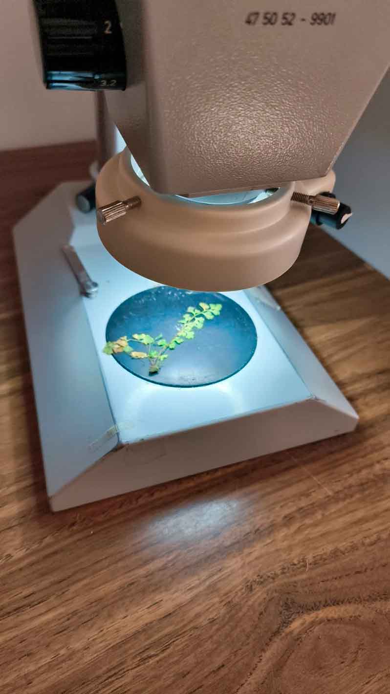 Observación microscopio